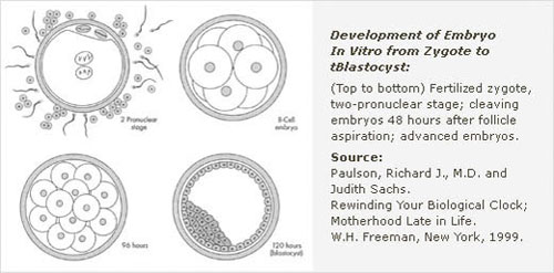 Development of Embryo In Vitro from Zygote to tBlastocyst